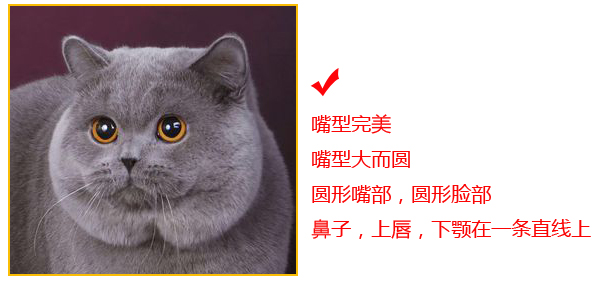 Cfa英短品相图解 谈英国短毛猫品相鉴定 Cfa猫舍猫咪品种科普