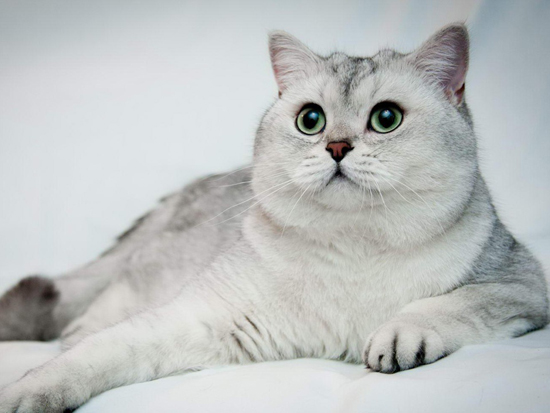 英短银渐层猫怎么养 银渐层猫喂养方式 Cfa猫舍猫咪品种科普