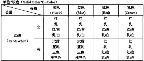 缅因猫 缅因猫配色规律 花色搭配表 Cfa猫舍猫咪品种科普